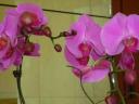 PINK ORCHID