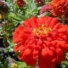 Copy of Beautful red zinnia