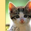 animals_cats059